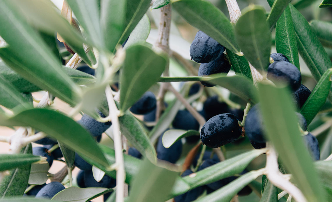 Huile d'olive - Fruité à l'ancienne 1L - Moulin à Huile Paradis