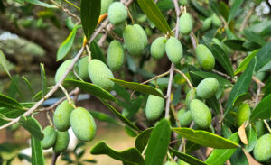 récolte olives 2023 et huile d'olive de France