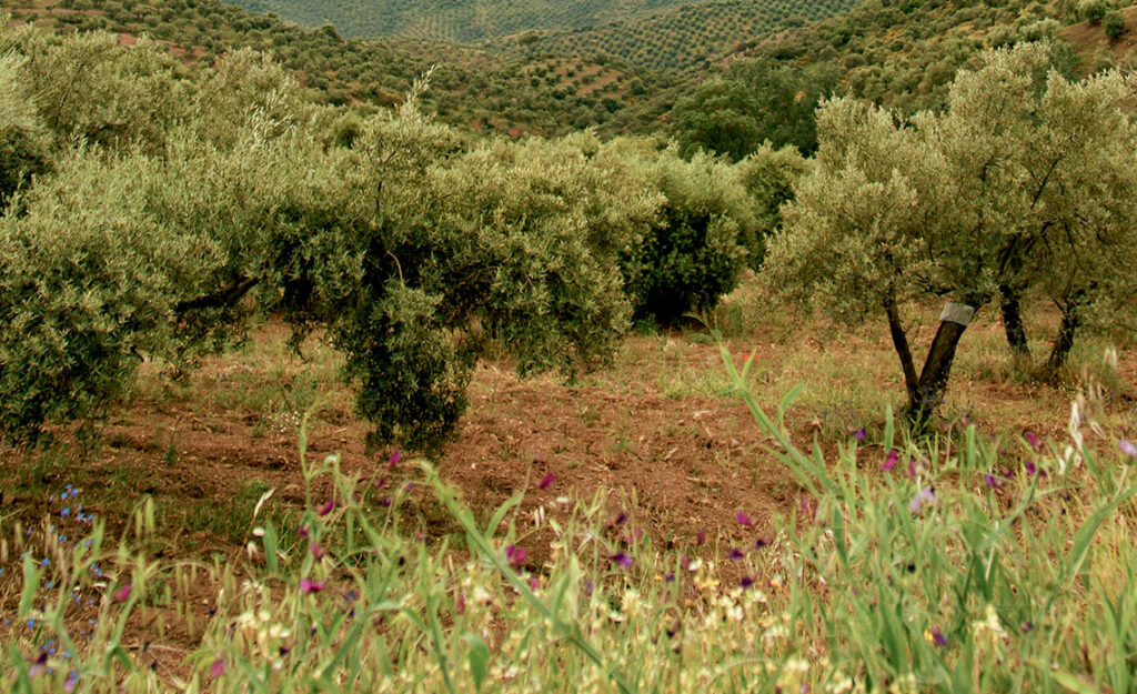 huile d'olive défi climatique