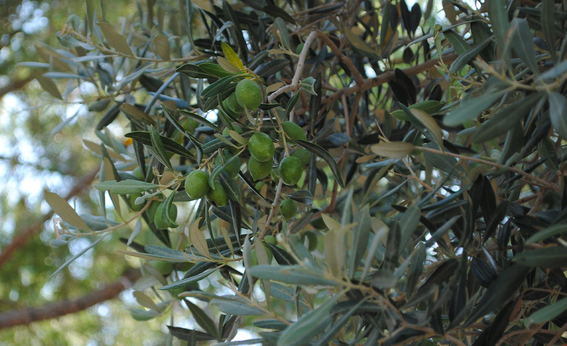 production huile d'olive de france