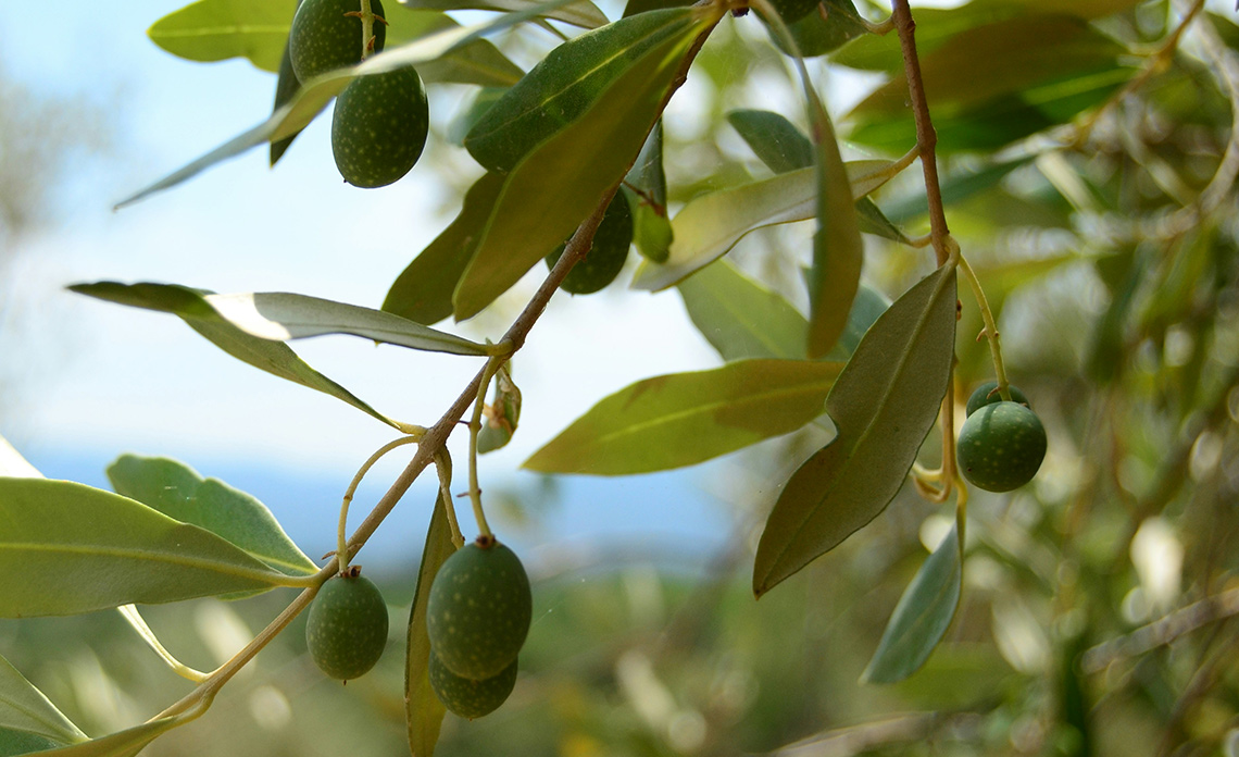 récolte des olives 2024-2025