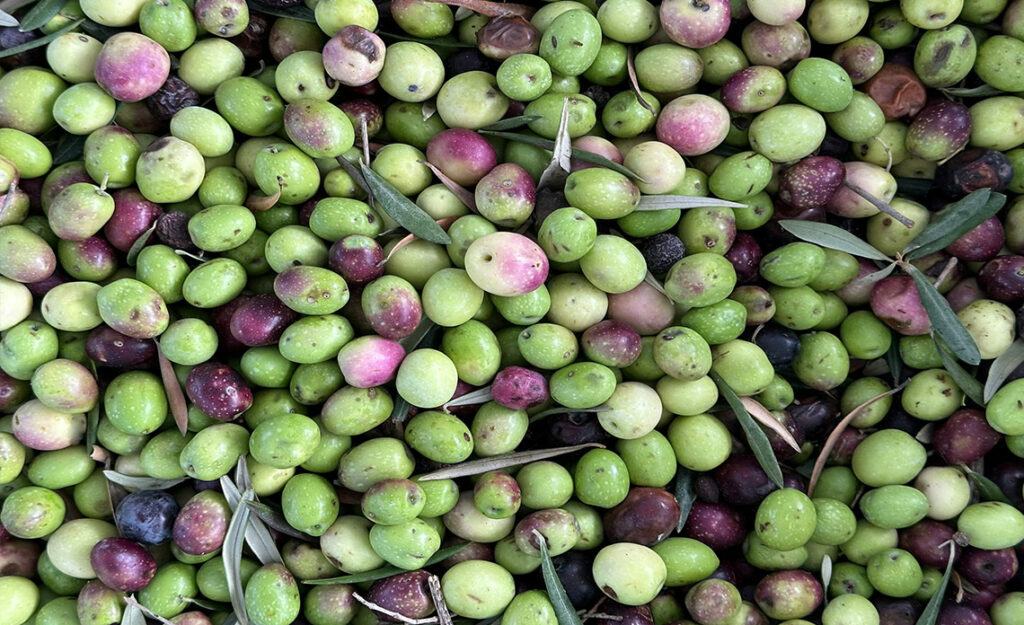 polyphénols huile d'olive